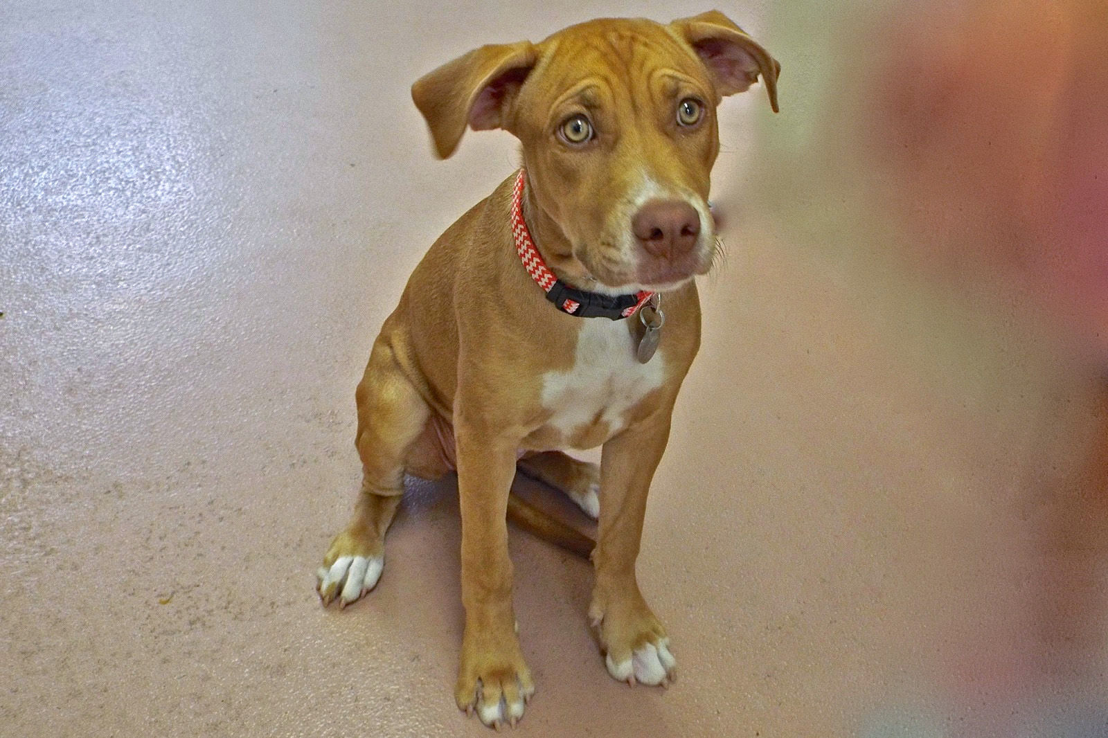 Adopt A Friend: Magic